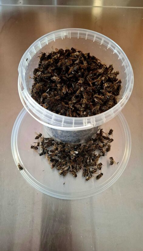 BIŠU ĶERMENĪŠI  1L